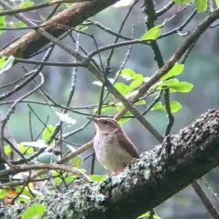 Carolina Wren thumbnail 2