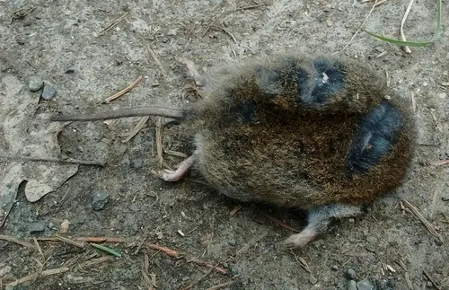 Western Red-backed Vole