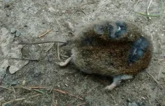 Western Red-backed Vole thumbnail 1