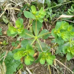 Sun spurge thumbnail 1