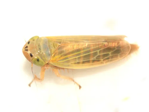 Amplicephalus simplex