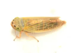Amplicephalus simplex thumbnail 1