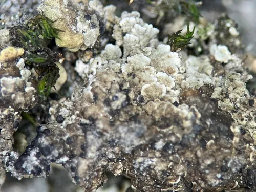 Polyblastia sendtneri