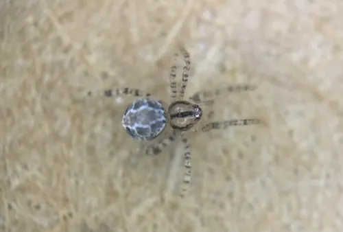 Theridion pennsylvanicum