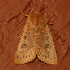 Mesogona olivata thumbnail 3