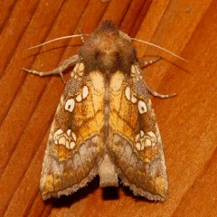 Northwestern Umbel Borer Moth thumbnail 4