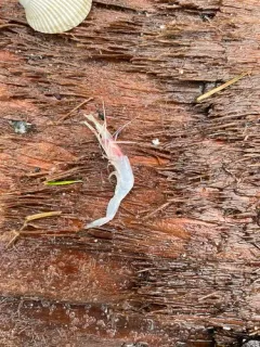 Midwater shrimp thumbnail 3
