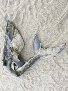 Salmon Shark thumbnail 2