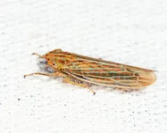 Cicadula cyperacea thumbnail 3