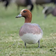 Eurasian Wigeon thumbnail 3