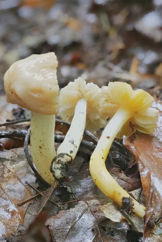 Fusarium sporotrichioides