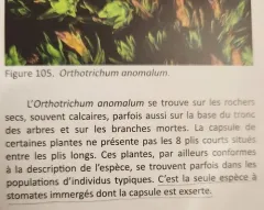 Anomalous Bristle-moss thumbnail 2