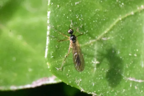Brachystoma occidentale