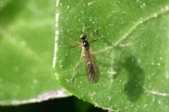 Brachystoma occidentale thumbnail 1