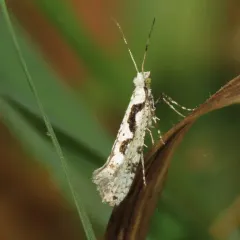 Rhigognostis interrupta thumbnail 3