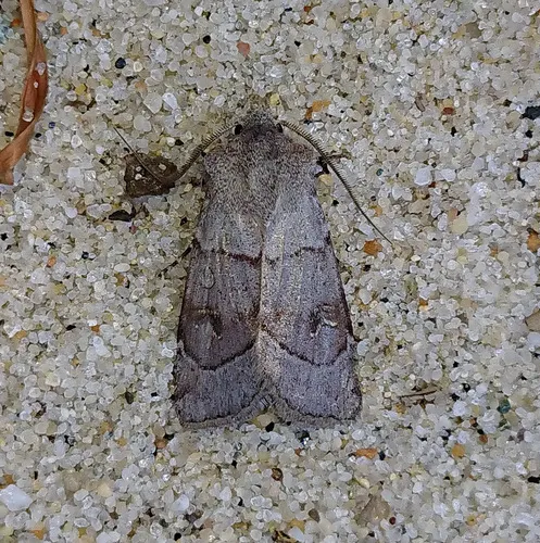 Violet Dart