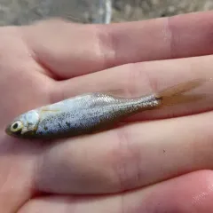 Redside Shiner thumbnail 2
