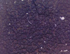Graphostroma platystomum thumbnail 2