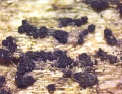 Berkleasmium concinnum thumbnail 1