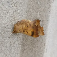 Maple Spanworm Moth thumbnail 4