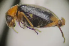 Bicoloured Soft-winged Flower Beetle thumbnail 3
