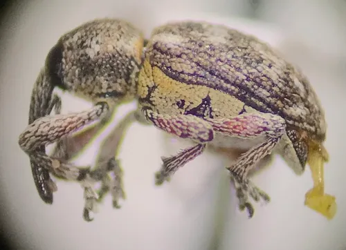 Smicronyx tessellatus