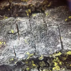 Catillaria nigroclavata thumbnail 1