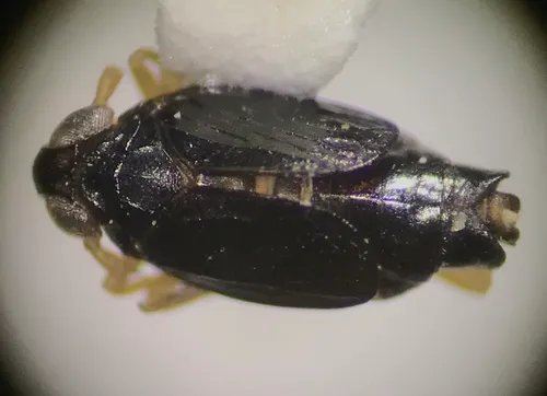 Flavoclypeus nitens