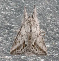 Ashy Pleromelloida Moth thumbnail 4