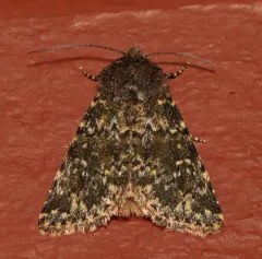 Mossy Pseudobryomima Moth thumbnail 4