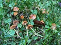 Galerina nigripes thumbnail 1