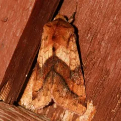Purple-lined Sallow thumbnail 3