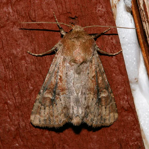 Resapamea venosa
