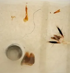 Philonthus debilis thumbnail 1