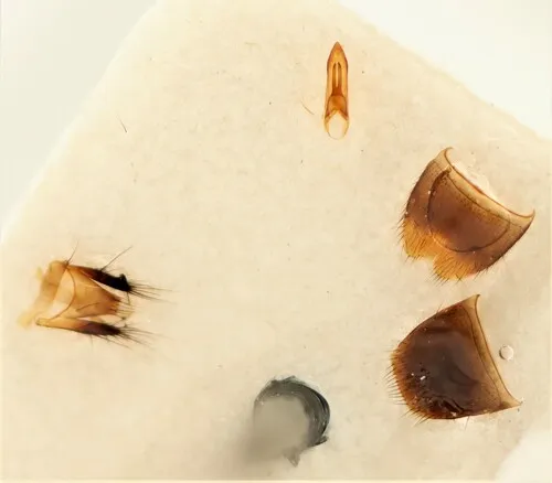 Disk-shaped Rove Beetle