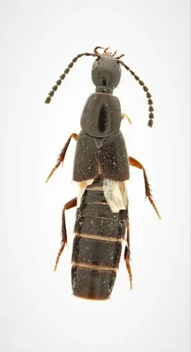 Philonthus janus