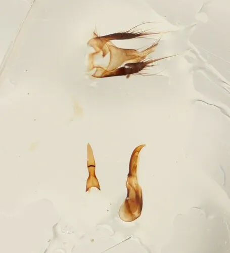 Philonthus umbratilis
