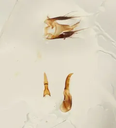 Philonthus umbratilis thumbnail 1