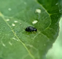 Potato Flea Beetle thumbnail 4