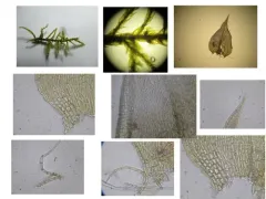Helodium paludosum thumbnail 3