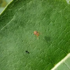 Six-spotted Orbweaver thumbnail 3