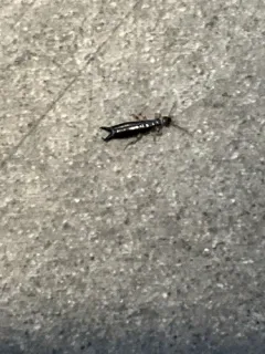 Ring-legged Earwig thumbnail 4