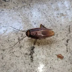 American Cockroach thumbnail 4