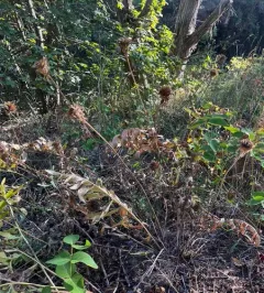 cutleaf balsamroot thumbnail 2