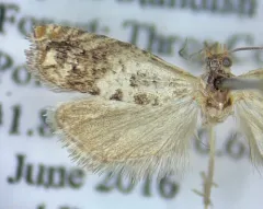 Epinotia nigralbanoidana thumbnail 3