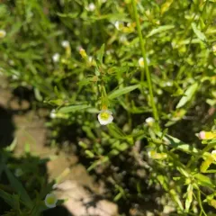 Quarterman's Hedge-hyssop thumbnail 4