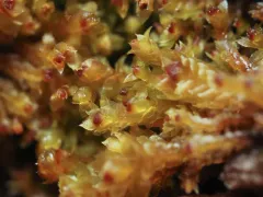 Shady Earwort thumbnail 1