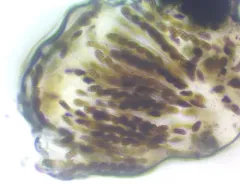 Hysterobrevium mori thumbnail 3
