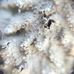 Borrer's Speckled Shield Lichen thumbnail 3