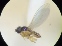 Asteia beata thumbnail 4